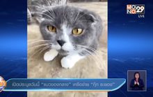 เปิดประมูลวันนี้”แมวของกลาง”เครือข่าย “กุ๊ก ระยอง”