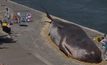 รูปปั้นวาฬเกยตื้นที่ปารีสปลุกกระแสรักษ์สิ่งแวดล้อม