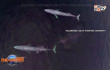 วาฬสีน้ำเงินหัวใจเต้นช้าเพียงนาทีละ 2 ครั้ง