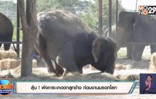 ลุ้น ! พังการะเกดตกลูกช้าง ก่อนงานมรดกโลก