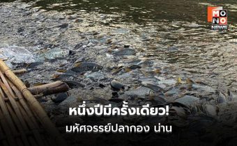 หนึ่งปีมีครั้งเดียว ปลากอง น่าน สู่ท่องเที่ยวอนุรักษ์