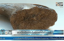 พบเนื้อเยื่ออ่อนในฟอสซิลไดโนเสาร์