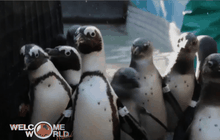 นักวิทย์เร่งอนุรักษ์เพนกวินแอฟริกา