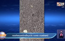 กองทัพแมลงปีกแข็งบุกวัด จนพระ-เณรย้ายหนี