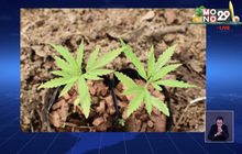 ปลูกแล้วกัญชาต้นแรกถูกกฎหมายในโรงเรือนระบบปิด