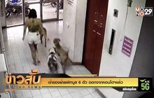 เจ้าของย้ายพิทบูล 6 ตัว ออกจากคอนโดฯแล้ว