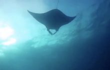 ปลากระเบนราหูขนาดใหญ่อวดโฉม