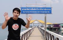 เจษฎาพาลุย : ป้อนอาหารฉลามเสือดาวด้วยมือเปล่า จ.จันทบุรี