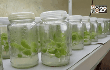 พัฒนาพืชทนทานน้ำเค็ม