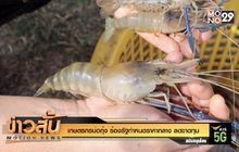 เกษตรกรบ่อกุ้ง ร้องรัฐกำหนดราคากลาง ลดขาดทุน