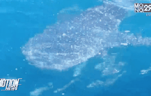 พบฉลามวาฬ 1ตันในทะเลอันดามันใกล้เกาะพีพี