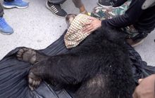 ตรวจพิสูจน์หมีควายเป็นหมีเลี้ยงหรือหมีป่า