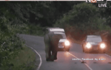 รถขับเร็วหวิดชนช้างป่าเขาใหญ่