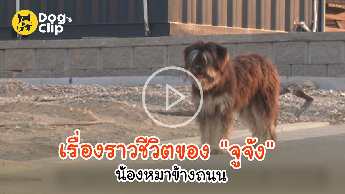 เรื่องราวชีวิตของ "จูจัง" น้องหมาข้างถนน | Dog's Clip
