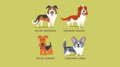 วิธีการดูความแตกต่าง สุนัขสายพันธุ์ต่างๆ จากทั่วโลก (มีภาพประกอบ)