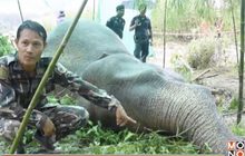 พบช้างป่าล้มในสวนยางพารา คาดถูกไฟฟ้าช็อต