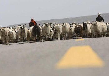 เกษตรกร-คนเลี้ยงสัตว์ในทิเบตรายได้เฉลี่ยต่อหัวเพิ่มแตะ 34,655 บาท
