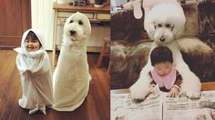 คู่หูจอมป่วน!! เมื่อปล่อยลูกน้อย ไว้กับ น้องหมาพุดเดิ้ล ก็จะน่ารักแบบนี้แหละ