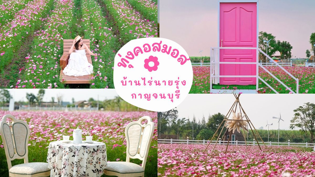 ทุ่งคอสมอส บ้านไร่นายรุ่ง กาญจนบุรี ทุ่งดอกไม้สีชมพูหวานๆ รับวาเลนไทน์