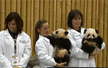 ลูกแพนด้าเกิดใหม่ในแคนาดา