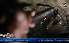 เหมืองอัญมณีในอินโดนีเซีย