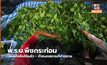 พ.ร.บ.พืชกระท่อม มีผลบังคับใช้แล้ว – กำหนดสถานที่ห้ามขาย