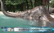 สวนสัตว์ญี่ปุ่นสร้างสระว่ายน้ำให้ช้าง