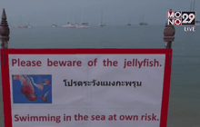 ติดป้ายเตือนแมงกะพรุนกล่อง