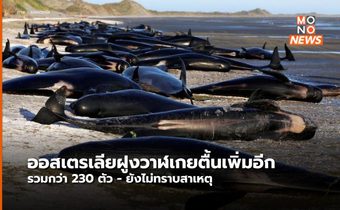 วาฬเกยตื้นปริศนาบริเวณชายหาด ในออสเตรเลียเพิ่มอีก รวมกว่า 230 ตัว