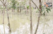 กยท.เร่งเยียวยาน้ำท่วมสวนยาง จ. นราธิวาส