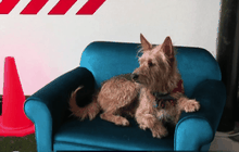 โรงแรมหรูเพื่อเจ้าตูบในแอฟริกาใต้