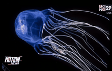 เตือนนักท่องเที่ยวระวังถูกพิษแมงกะพรุน