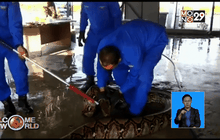 จับงูเหลือมยาวเกือบ 8 เมตรในมาเลเซีย