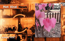 ใบโพธิ์สีชมพู นักวิชาการแจง เกิดจากกลายพันธุ์