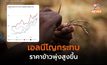 เตรียมตัว “ข้าวแพง” เอลนีโญกระทบราคาข้าวในตลาดโลก