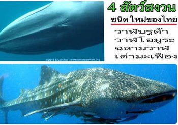 4 ปีที่รอคอย! ‘เต่ามะเฟือง-วาฬบรูด้า-วาฬโอมูระ-ฉลามวาฬ’ ลุ้นขึ้นทะเบียนเป็นสัตว์สงวน