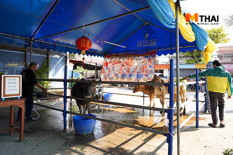 ไถ่ชีวิตโคกระบือ