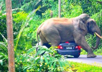หวาดเสียว!  ช้างป่าทับรถเก๋ง จนหลังคายุบ ที่เขาใหญ่