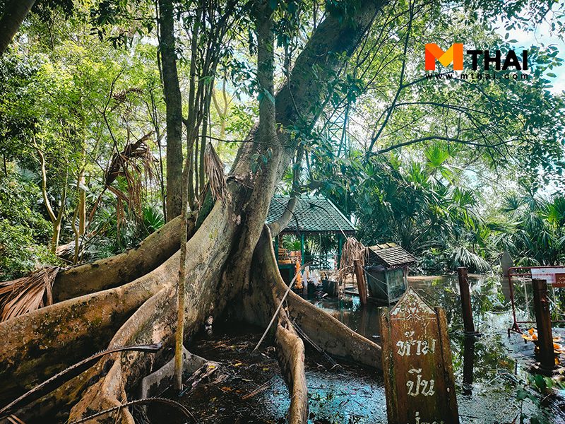 ต้นมะเดื่อยักษ์