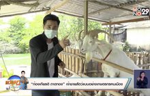 “ก้องเกียรติ ถาดทอง” เจ้าชายสัตว์แบบอย่างเกษตรกรคนเมือง