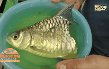 ปลาพิการ สร้างแรงใจผู้สิ้นหวัง