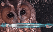 รักษานกบาดเจ็บด้วยการฝังเข็ม