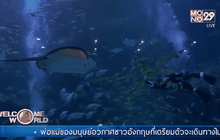 ซานตาคลอสใต้น้ำในเกาหลีใต้