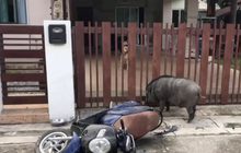 หมูป่าอยากเข้าไปหาตัวเมีย แต่ติดรั้วเลยพุ่งชนรถจักรยานยนต์เสียหาย