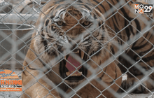 ศึกษาการปล่อยสัตว์ป่านักล่าคืนสู่ธรรมชาติ