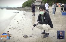 ศูนย์อนุรักษ์พันธุ์เต่าทะเลสัตหีบ พร้อมเปิดรับนทท.