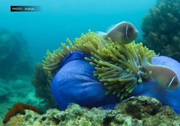 วิจัยออสเตรเลียชี้ ‘กระดาษกรอง’ ช่วยเผยสายพันธุ์สัตว์ทะเล