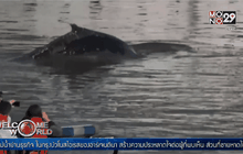 วาฬปรากฏตัวใกล้ท่าเรือในอาร์เจนตินา