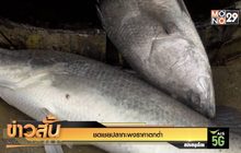 ชดเชยปลากะพงราคาตกต่ำ