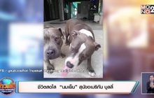 ชีวิตสดใส “นมเย็น” สุนัขอเมริกัน บูลลี่